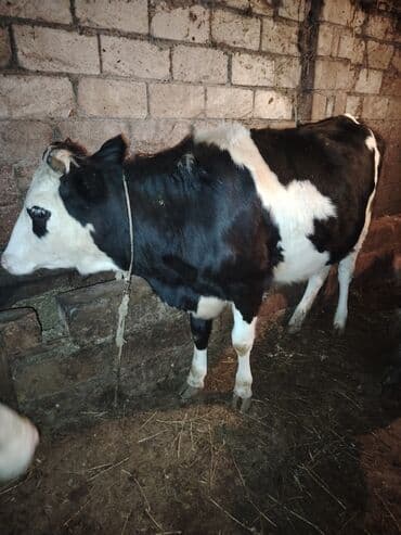 Holşteyn mənşəli qara-ağ rəng naxışlı dana. - Cins: südlük tipli — 3