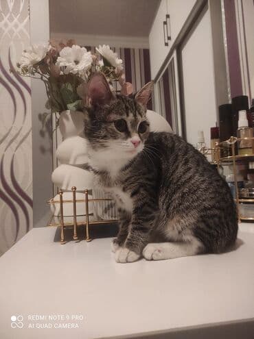 русская голубая кошка цена: Табби, В добрые руки — 5