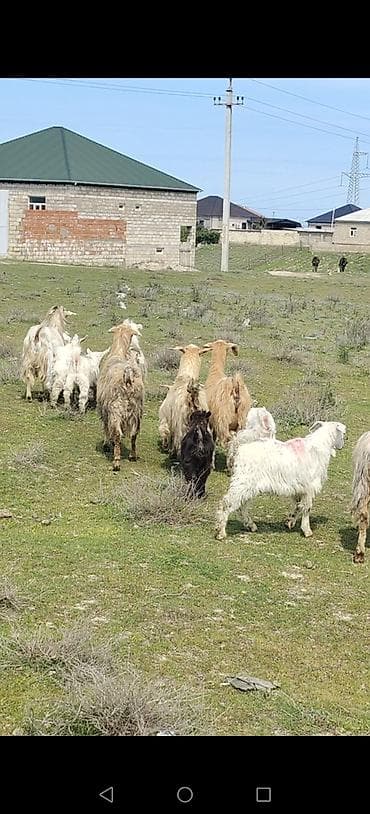 kənd təsərrüfatı heyvanları: Dişi, il: 2, Damazlıq, Ünvandan götürmə — 3