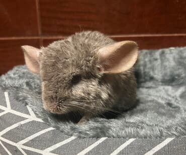 золотая шиншилла купить: Çinçilla – açıq boz rəngli, yumşaq və sıx tüklü, iri qulaqlı, uzun — 3