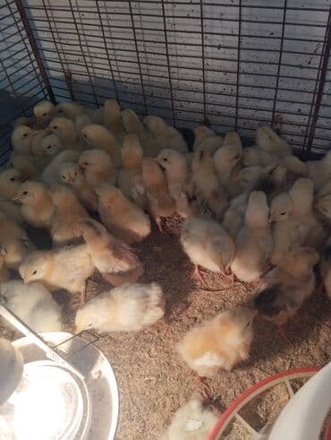 salam ala keci balasi: Toyuq, Damazlıq, Ünvandan götürmə, Ödənişli çatdırılma, Rayonlara çatdırılma — 3