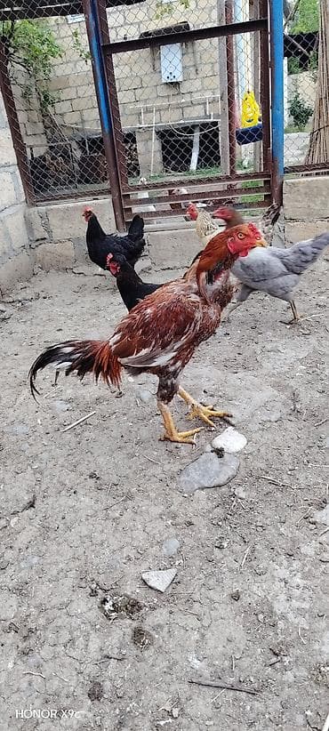 ucuz pişiklər: Məhsul: Xoruz (aşil/oyun tipi, uzun ayaqlı) Təsvir: - Rəng — 1