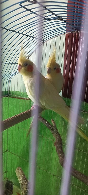 taxta yeşik: Salam Erkek Satilir Tam cute hazir Yas yarimliq.Disi uctu deye tek — 7