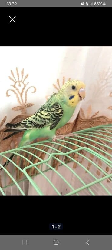 boyuk papuqay: Saglam Papuqaylar. Goy reng qus erkekdir, Sari olan disidir. Növ — 2