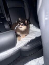 pomeranian qiyməti: Şpitz, 6 ay, Erkek, Ünvandan götürmə — 6