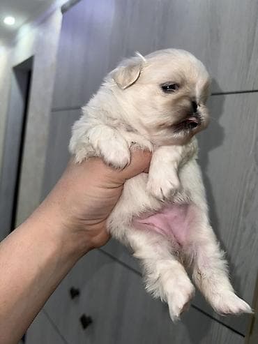 pekinesin qiymeti bazarda: Pekines, 1 ay, Dişi, Ünvandan götürmə — 5