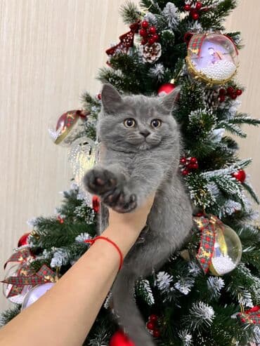 вислоухий сиамский кот: Шотладская вислоухая, Самец, Самка, В добрые руки, Платная доставка, Самовывоз, Бесплатная доставка — 9