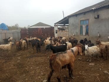 cucə yem qabı: Keçilər satilir — 10