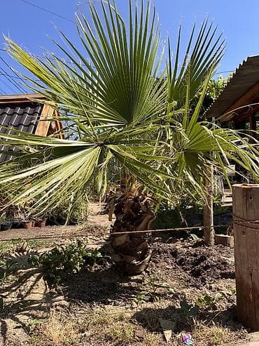 devedabani bitkisi: Məhsul: Fan yarpaqlı palma (Washingtonia filifera/robusta tipli) — 3
