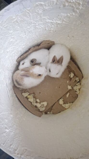 1 i 15 azn 20 gunluk dekorativ qarisiq nov balalardi - Növ