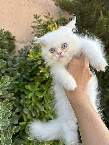 Gəmiricilər: Fars — 2