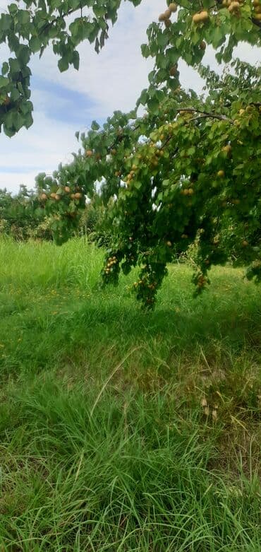 tebii alma sirkesi satisi: Məhsul: Ərik bağı – yetişmiş ərik meyvələri Təsvir: - Şəkillərdə — 10