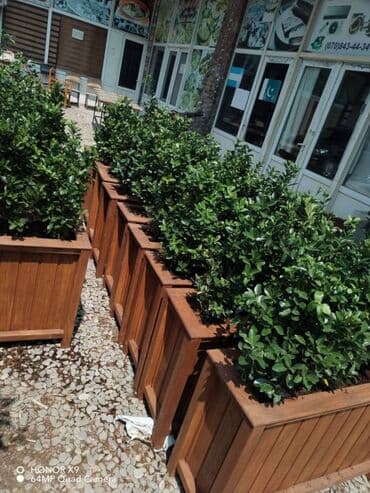 dipçək: 100x30x55 dipcek Bitki elave hesablanir Bitkinin hundurluyu 60-70sm — 1