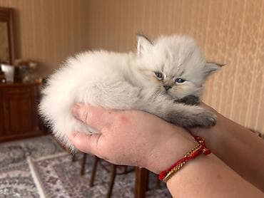 Erkək, Yaxşı əllərə, Ünvandan götürmə, Pulsuz çatdırılma, Ödənişli çatdırılma