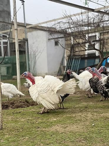 K/t heyvanları üçün mallar: Erkək, Damazlıq — 3