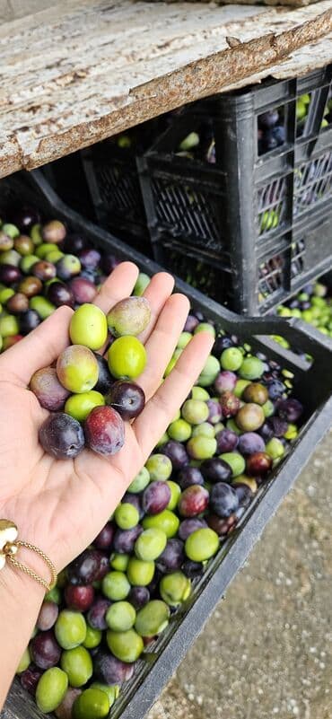 ağ şanı üzümü: Təzə yığılmış süfrə və yağlıq zeytun - Rəng palitrası: yaşıl — 5