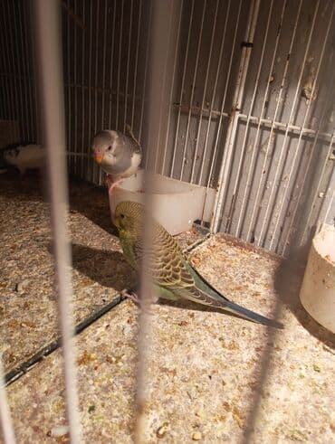 quş üçün qəfəs: Böyük qəfef tek 30 manat + iki papuqayla 50 manat Balaca qəfəs 10 — 6