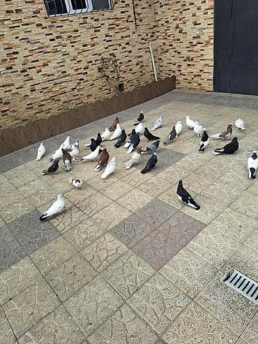 ucuz goyərcinlər: Salam 35 eded goyercindi kom 7 manat.tek tek 10 manat. Təsvir: - — 10