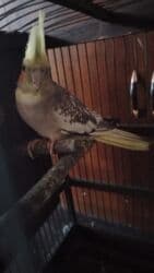 heyvanlara verilen xususi adlar: Попугаи — 2