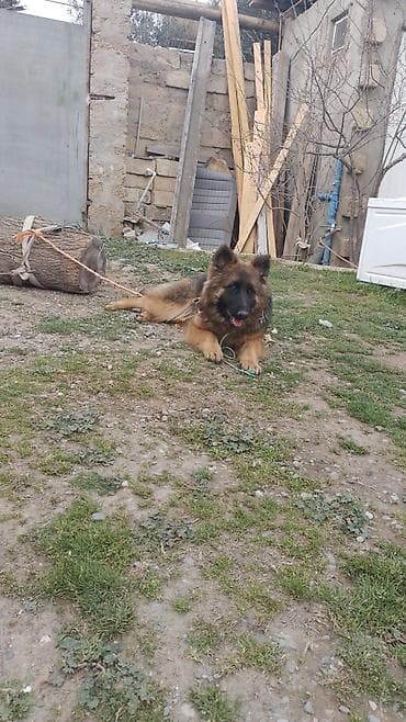 itlerin sekisi: Alman çoban iti — 2