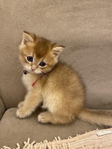 scotland pisik: Şinşilla, Erkək — 1