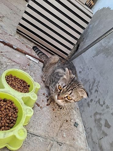 pișik: Şotland yastı qulaq, Dişi, Yaxşı əllərə, Ünvandan götürmə — 4