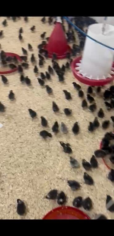 cucə və xoruz təmsil: Məhsul: Cücələr Temiz Qan Xarkov 200 den cox alana endirim olacaq — 3