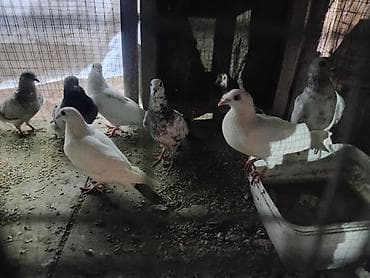 qumru quşu: Dirkolar tecli satlir riyal alan qimet razlscam - Növ: ev/yarış/seyir — 6