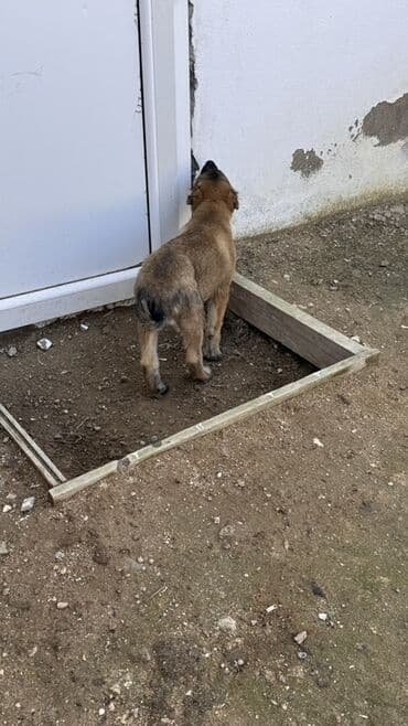 cau cau iti satilir: Məhsul: Balaca it balası - Cinsə bənzərlik: orta ölçülü, qara maskalı — 4