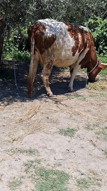 qaz necə gunə bala cıxarır: Dişi, Simental, il: 5, Südlük, Ünvandan götürmə — 5