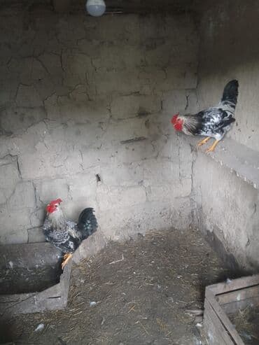 bramo xoruz: Məhsul: Xoruzlar Təsvir: - Rəng: qara-ağ naxışlı lələk örtüyü, parlaq — 1