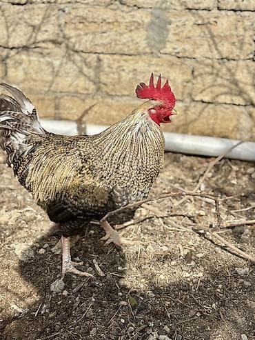 Xoruz, il: 1, Ünvandan götürmə