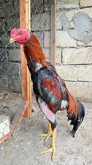 heyvan keci: Məhsul: Uzunboyun, yüksək ayaqlı xoruz (ehtimalən Asil/Şamo tipli) — 1
