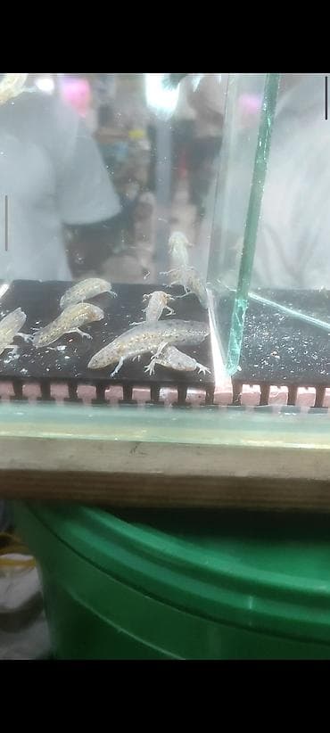 filter akvarium: Məhsul: Akvarium üçün balaca salamandra/lärva amfibiyalar (axolotl — 2