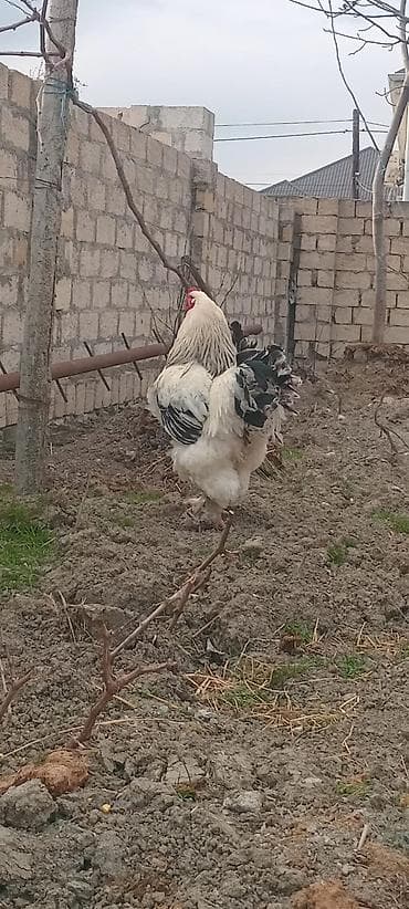 Quşlar: Təmiz qan Light Bramaların yumurtaların satışı mövcuddur. Maraqlı olan — 4