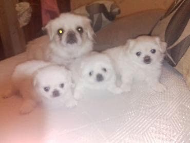 inek bala: Pekines, 1 ay, Dişi, Peyvəndli — 3