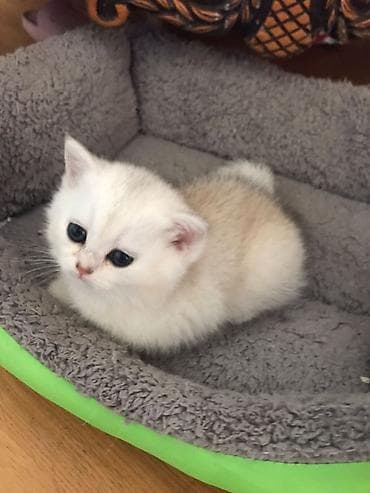 Digər heyvanlar: Britan — 6