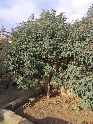 sumax ağacı: Dekorativ ağaclar satılır — 2