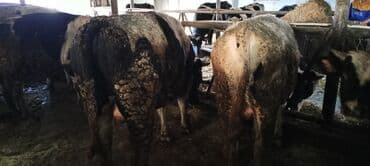 ağ pişik şəkilləri: Məhsul: Qaramal – ət istiqamətli dana/öküzlər Təsvir: - Şəkillərdə — 2