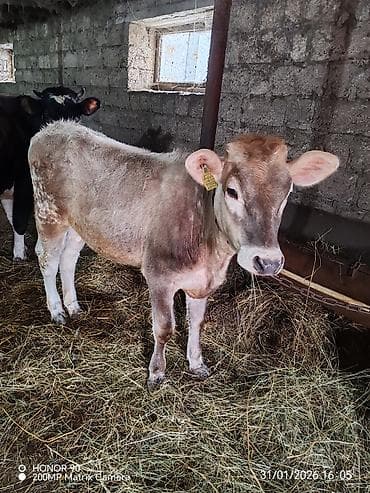 дана: Самка, лет: 4, 450 кг, Для молока, Платная доставка — 5