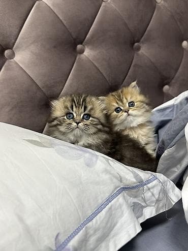 heyvan bazari: Britan, Dişi, Yaxşı əllərə, Ünvandan götürmə, Pulsuz çatdırılma, Ödənişli çatdırılma — 10