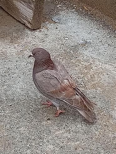 Qab-qara-qəhvəyi rəng çaları olan ev göyərçini. Bədənində tünd