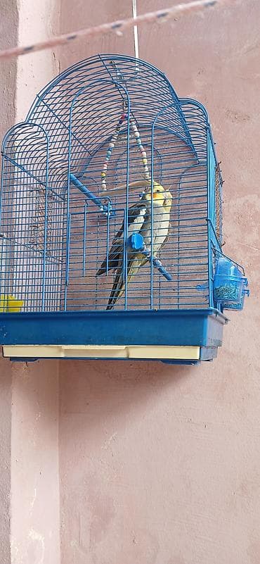 malta iti: Növ: Nimfa (Cockatiel) cütlük Təsvir: Şəkillərdə göründüyü kimi iki — 4