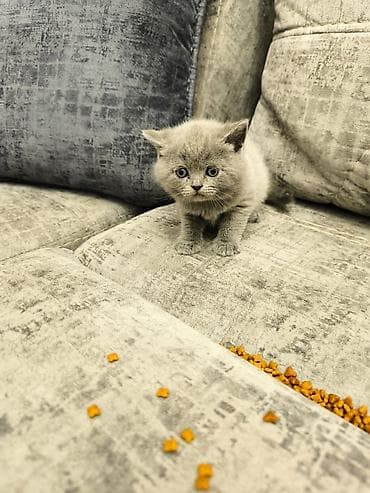 pisik cutlesdirme: Britan, Yaxşı əllərə — 5