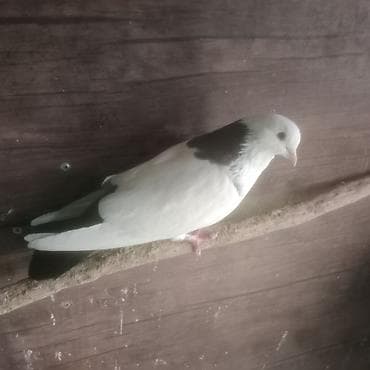 goyərclər: Qara boyun desde qara quyruq erkek mayadi cüt deyiler çutlerin it — 1