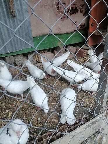 Göyərçinlər: Kohne nesil aglar ucushtu saglam heyvanlardi terqizilir deye hamisini — 5