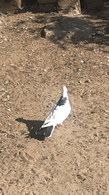 енот в баку купить: Tutulmadi yuxaridan gelme heyvandi real alici narahat etsin — 2