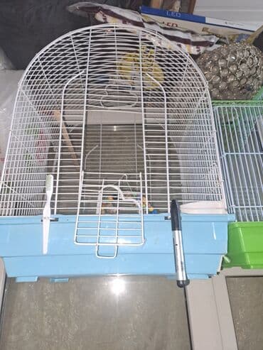 quş damı: Qefesler iri qefeslerdi korella ojirelivi ucundu en boyuk 95 — 6