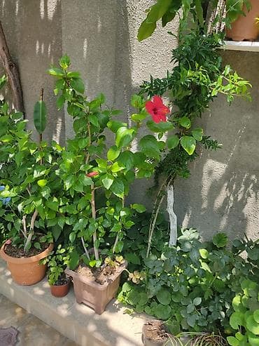 dollar gul: Qırmızı hibiskus (Çin qızılgülü) – iri, parlaq qırmızı çiçəkləri və — 1