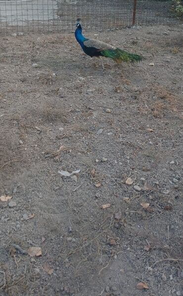 akvarium baliqlari satisi: Məhsul: Hind tovusu (taclı tovuzquşu) – erkək Təsvir: - Canlı, parlaq — 4